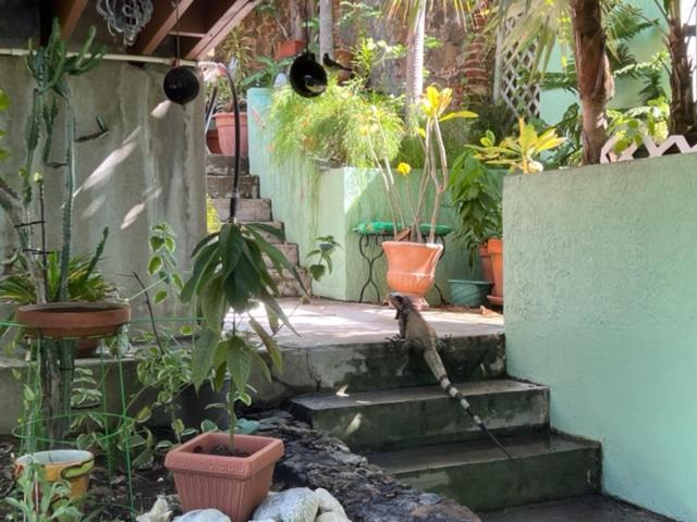 The Green Iguana Hotel Charlotte Amalie Ngoại thất bức ảnh